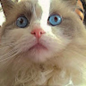 Meet your Posher, Nayana